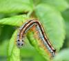 Malacosoma neustria